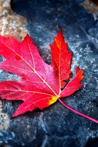 Preview wallpaper leaf, red, autumn, stone, dry