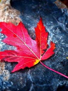 Preview wallpaper leaf, red, autumn, stone, dry