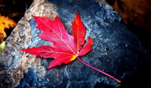 Preview wallpaper leaf, red, autumn, stone, dry