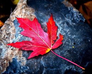 Preview wallpaper leaf, red, autumn, stone, dry