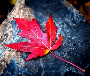Preview wallpaper leaf, red, autumn, stone, dry