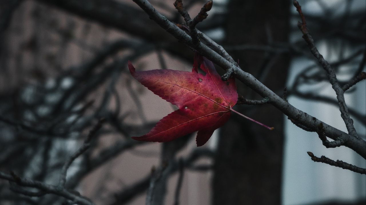 Wallpaper leaf, red, branches, tree