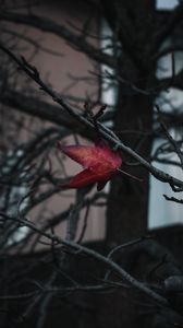 Preview wallpaper leaf, red, branches, tree