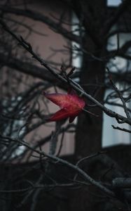 Preview wallpaper leaf, red, branches, tree