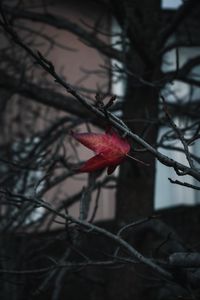 Preview wallpaper leaf, red, branches, tree