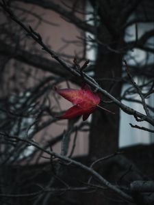 Preview wallpaper leaf, red, branches, tree