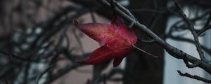 Preview wallpaper leaf, red, branches, tree