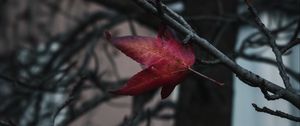 Preview wallpaper leaf, red, branches, tree