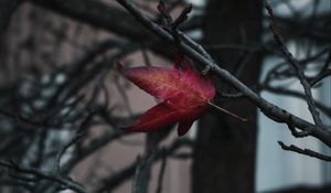 Preview wallpaper leaf, red, branches, tree