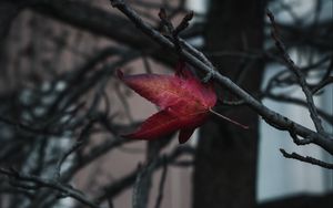 Preview wallpaper leaf, red, branches, tree