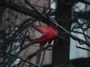 Preview wallpaper leaf, red, branches, tree