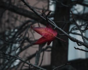 Preview wallpaper leaf, red, branches, tree