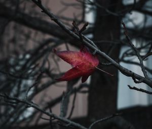 Preview wallpaper leaf, red, branches, tree