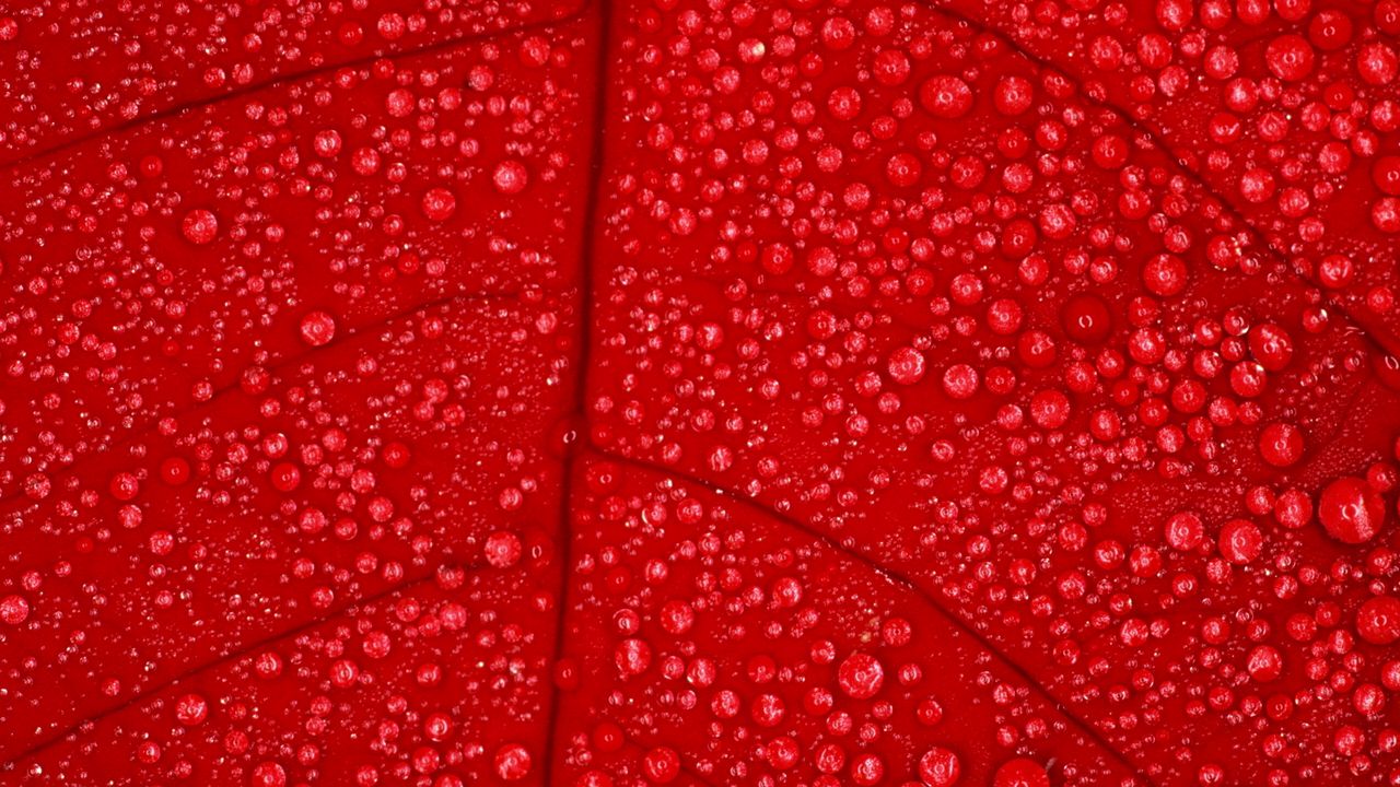 Wallpaper leaf, red, drops, dew, wet