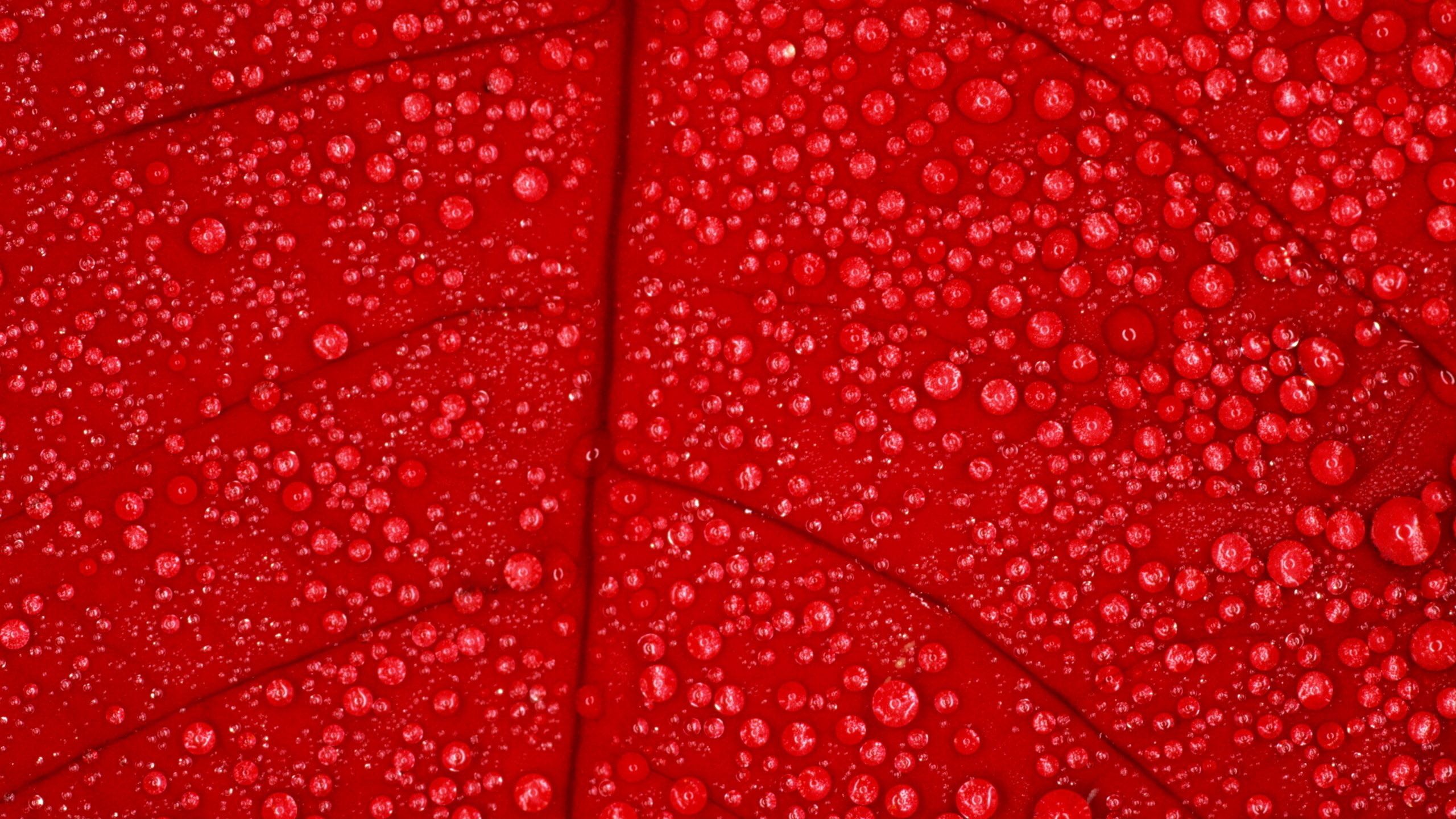 Download Wallpaper 2560x1440 Leaf Red Drops Dew Wet Hd Background