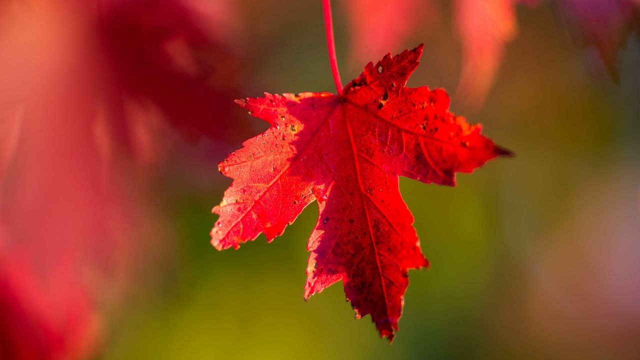 Wallpaper leaf, red, macro, autumn