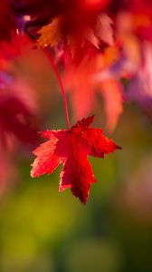 Preview wallpaper leaf, red, macro, autumn