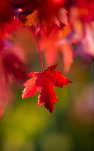 Preview wallpaper leaf, red, macro, autumn