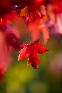 Preview wallpaper leaf, red, macro, autumn