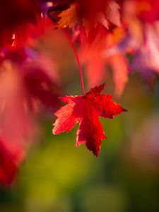 Preview wallpaper leaf, red, macro, autumn