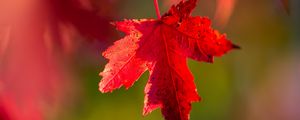 Preview wallpaper leaf, red, macro, autumn