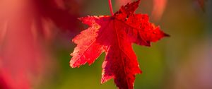 Preview wallpaper leaf, red, macro, autumn