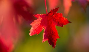 Preview wallpaper leaf, red, macro, autumn