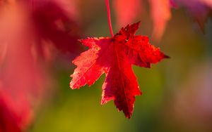 Preview wallpaper leaf, red, macro, autumn