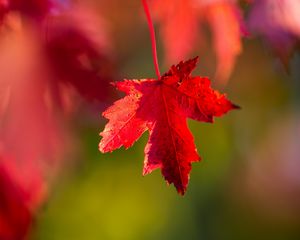 Preview wallpaper leaf, red, macro, autumn