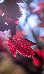 Preview wallpaper leaf, red, macro, light, glare