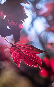 Preview wallpaper leaf, red, macro, light, glare