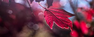 Preview wallpaper leaf, red, macro, light, glare
