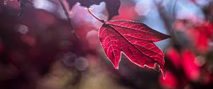 Preview wallpaper leaf, red, macro, light, glare