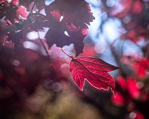 Preview wallpaper leaf, red, macro, light, glare