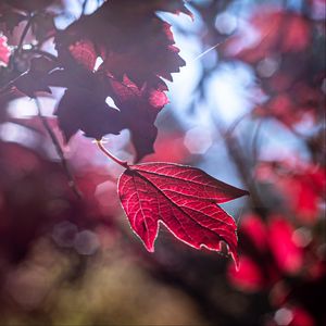 Preview wallpaper leaf, red, macro, light, glare