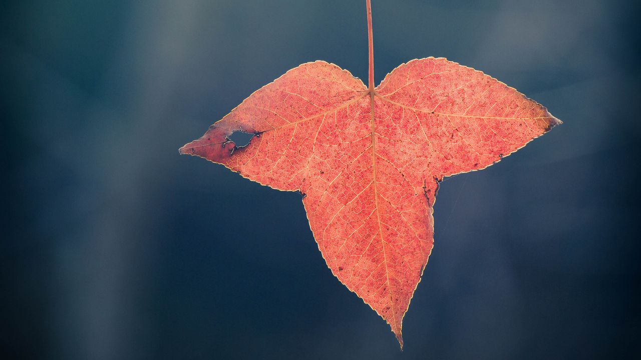 Wallpaper leaf, red, macro, branch, plant