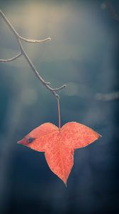 Preview wallpaper leaf, red, macro, branch, plant