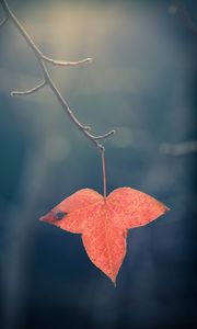 Preview wallpaper leaf, red, macro, branch, plant
