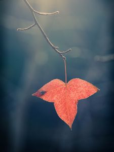 Preview wallpaper leaf, red, macro, branch, plant