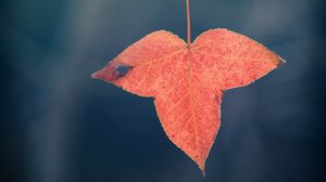 Preview wallpaper leaf, red, macro, branch, plant