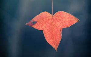 Preview wallpaper leaf, red, macro, branch, plant