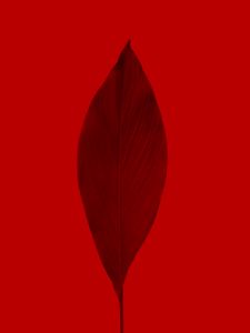 Preview wallpaper leaf, red, macro, plant