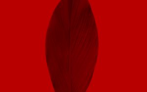 Preview wallpaper leaf, red, macro, plant
