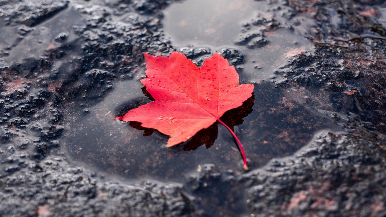 Wallpaper leaf, red, puddle, maple, wet, after rain