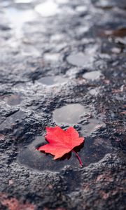 Preview wallpaper leaf, red, puddle, maple, wet, after rain