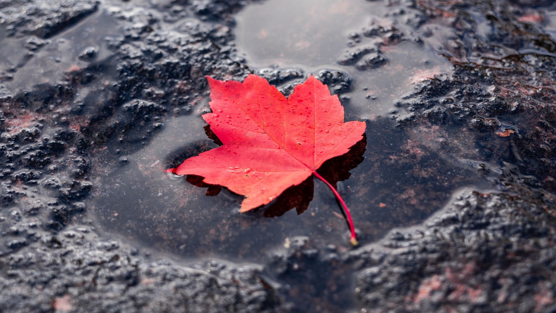 Download wallpaper 1920x1080 leaf, red, puddle, maple, wet, after rain full  hd, hdtv, fhd, 1080p hd background