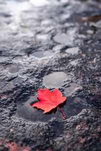 Preview wallpaper leaf, red, puddle, maple, wet, after rain
