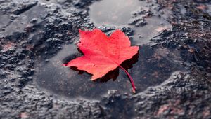 Preview wallpaper leaf, red, puddle, maple, wet, after rain