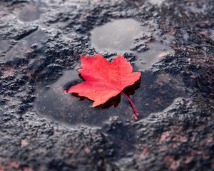 Preview wallpaper leaf, red, puddle, maple, wet, after rain