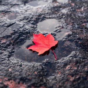 Preview wallpaper leaf, red, puddle, maple, wet, after rain